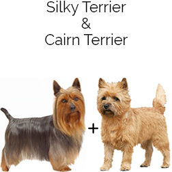 Silky Cairn Terrier Dog